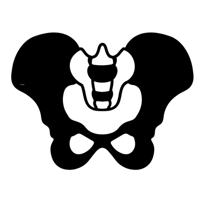 pelvis icon