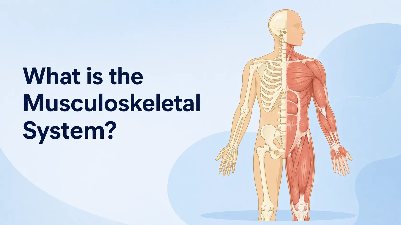 What is the Musculoskeletal System? PT Basics